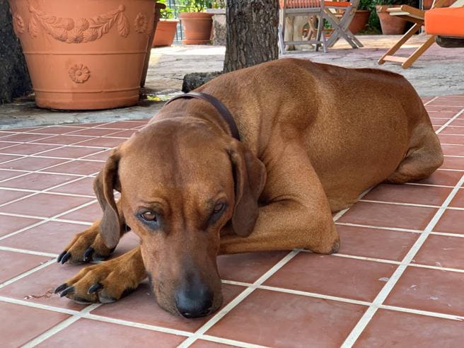 come presentarsi ad un cane che non si conosce primo non aver paura