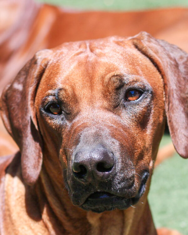 rhodesian ridgeback