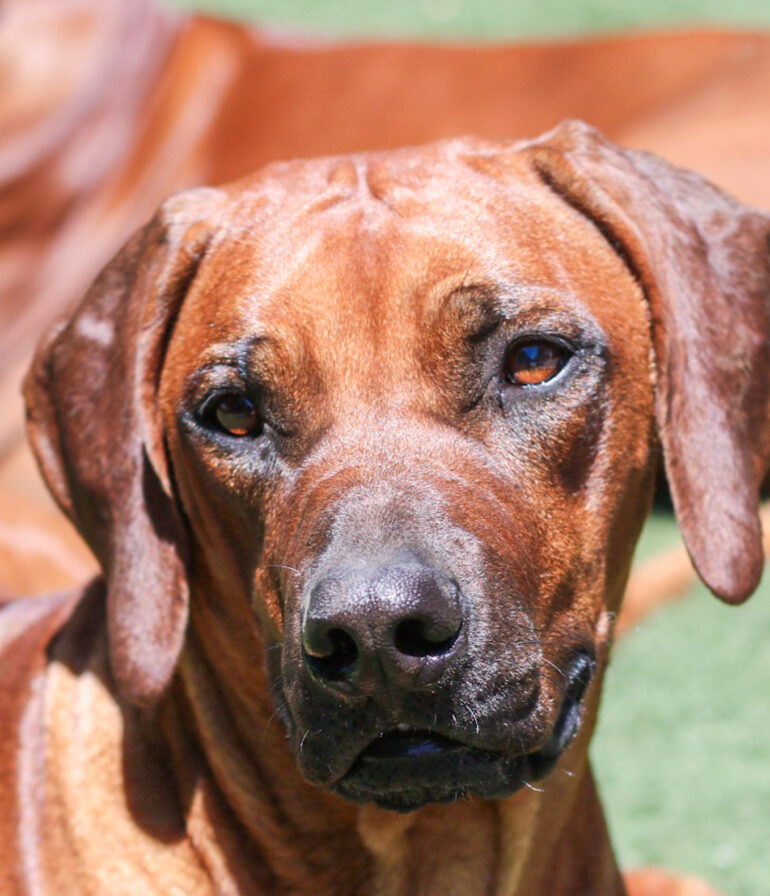 rhodesian ridgeback