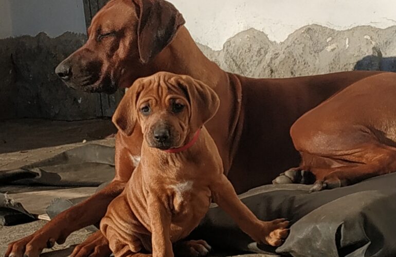 rhodesian ridgeback