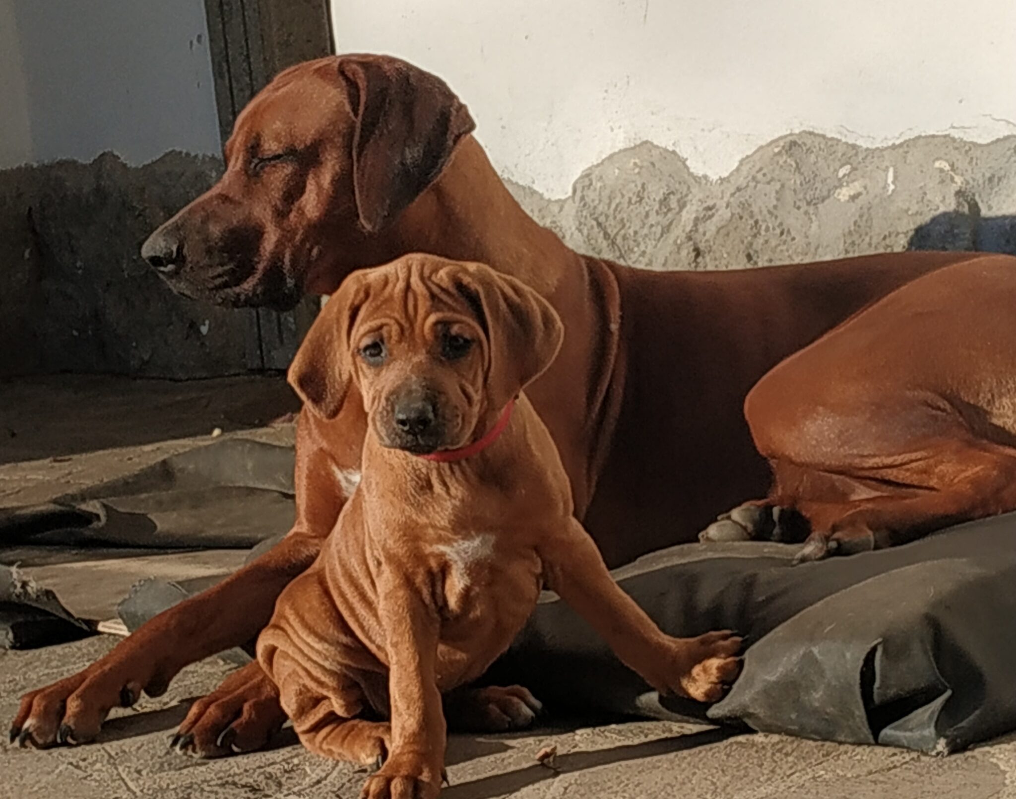 rhodesian ridgeback