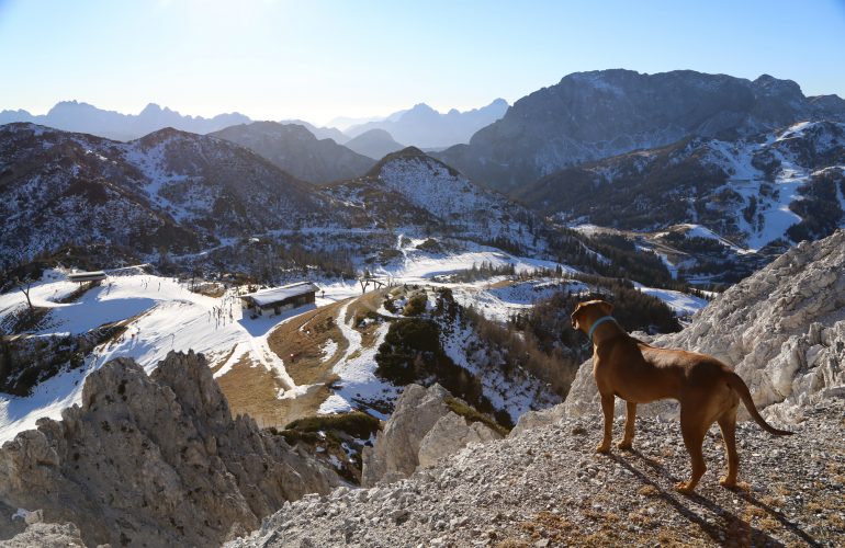 Cane e montagna