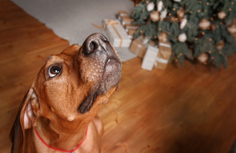 Cane e capodanno