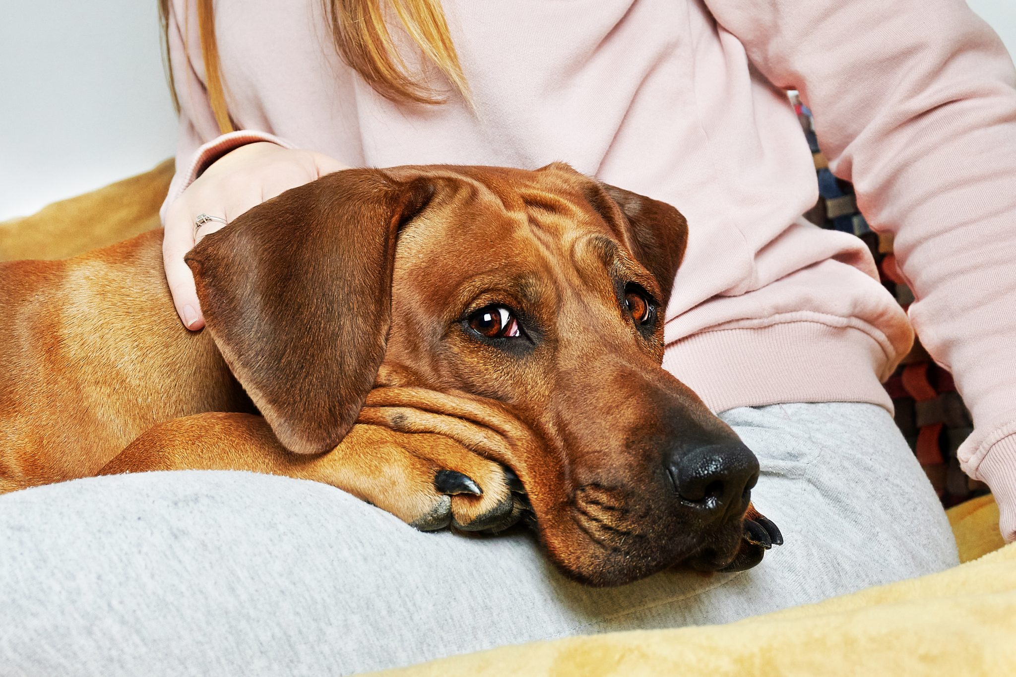 Allergia al cane, come affrontarla