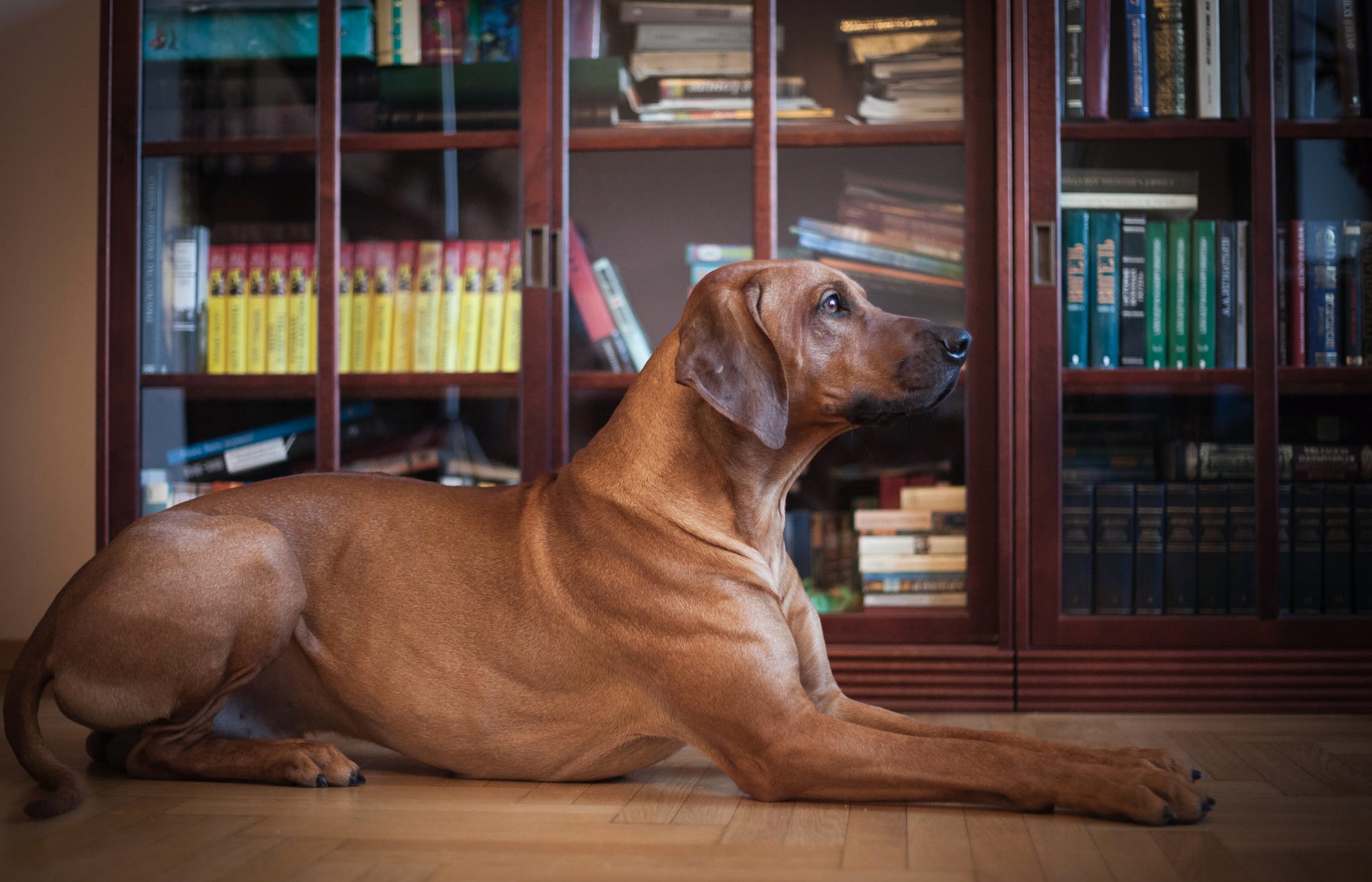 cane al lavoro