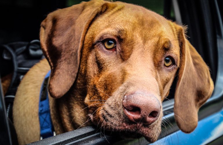 comportamento del cane