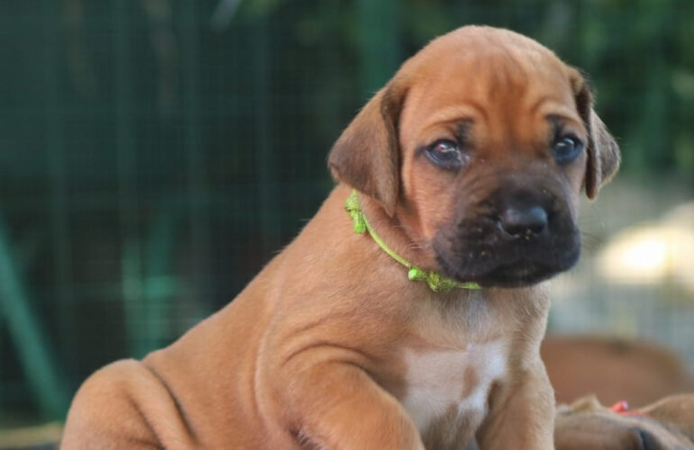 carattere rhodesian ridgeback