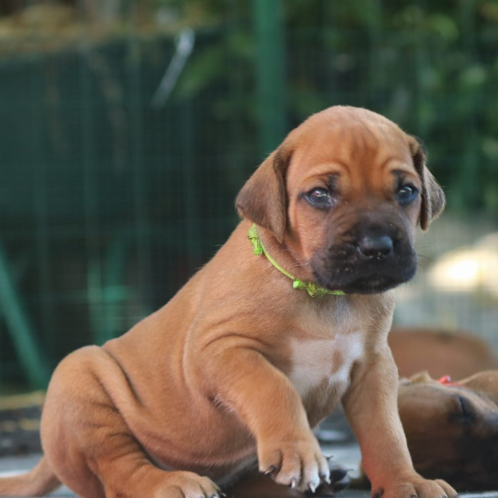 carattere rhodesian ridgeback